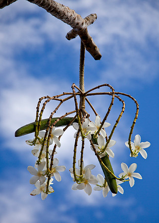 Blooming Tree with Seed Pods - Guanacaste Province