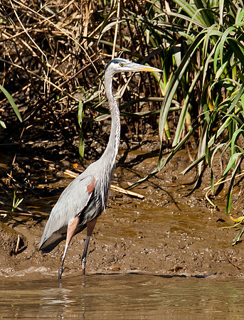 Great Blue Heron - Rio Tempisque