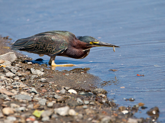 Low Profile - Green Heron
