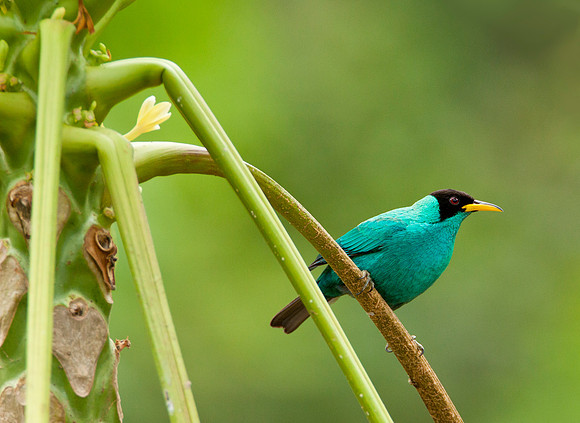 Green Honeycreeper - Male