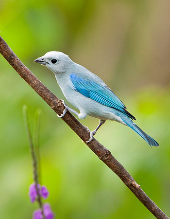 Blue Grey Tanager