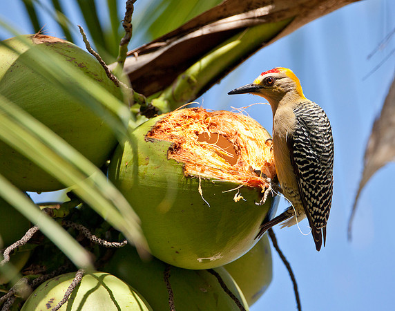 Hoffman's Woodpecker - Guanacaste