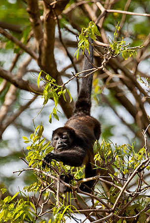 Hanging Out - Howler Monkey