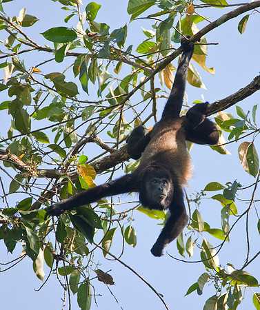 Hang Time - Howler Monkey