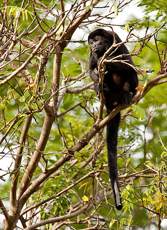 Prehensile Tail - Howler Monkey