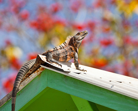 Iguana on Beach House - Playa Potrero