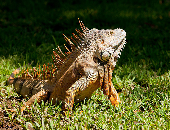 Adult Male Iguana - Filadelfia