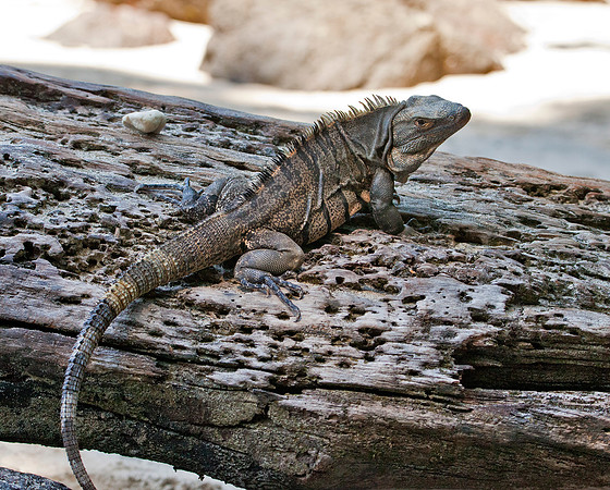 Adult Ctenosaur - Manuel Antonio N.P.