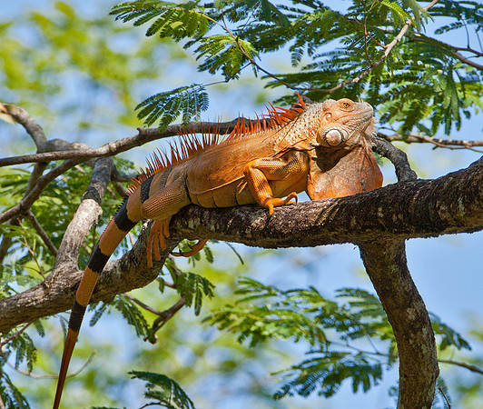 Adult Male Iguana - Bahia Potrero