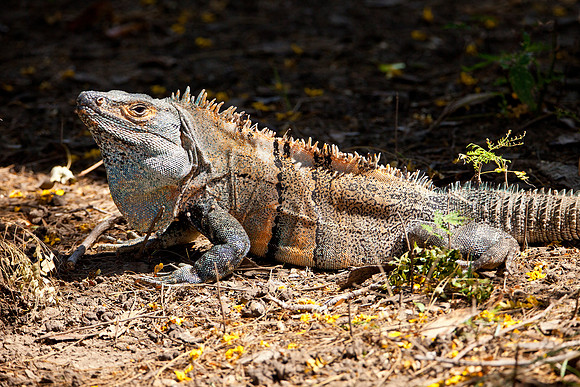 Adult Black Iguana - Guanacaste