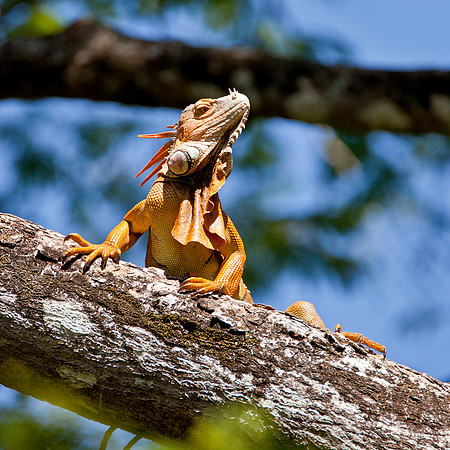 Adult Male Iguana - Potrero