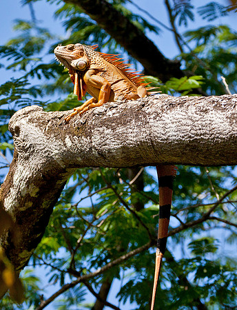 High View - Male Spiny Iguana