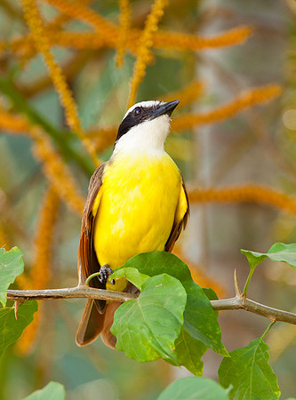 Greater Kiskadee