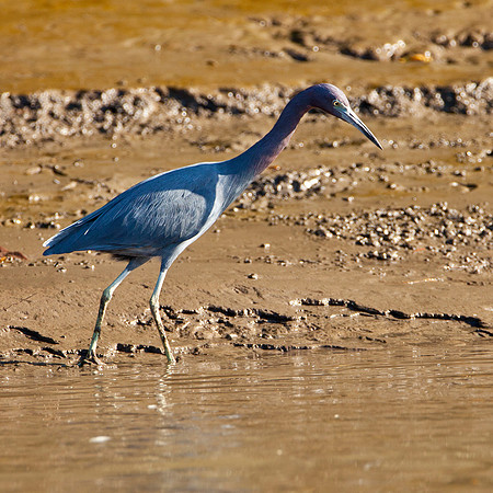 Little Blue Heron - Rio Tempisque