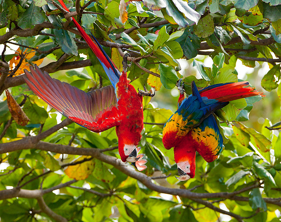 Hangin' Out - Scarlet Macaws, Puntarenas