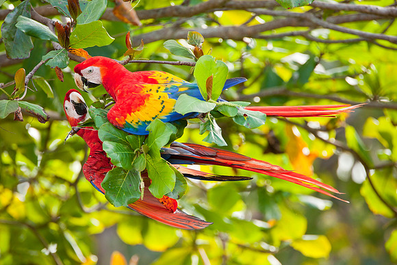Posturing - Scarlet Macaws