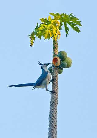 Magpie Jay & Papaya