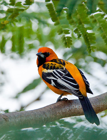 Spot Breasted Oriole
