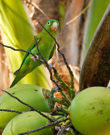 Orange-Chinned Parakeet & Coconuts