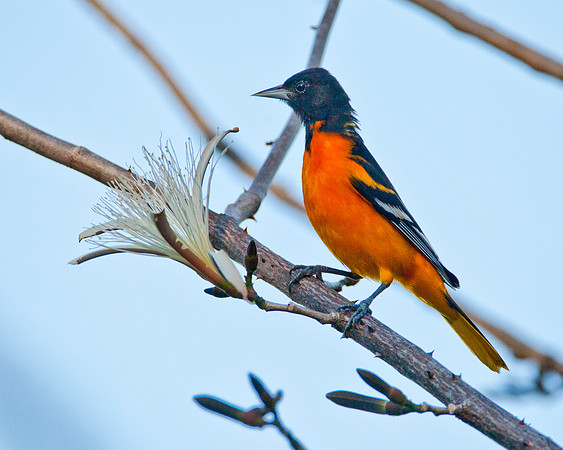 Wintering Baltimore Oriole - Guanacaste