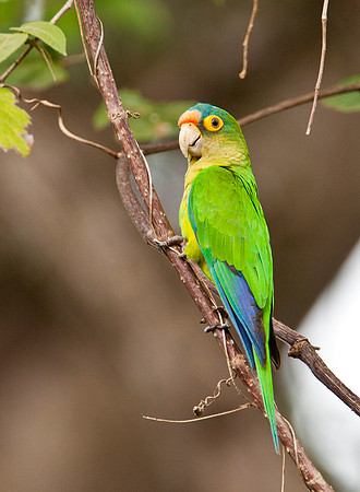 Orange Fronted Parakeet - Guanacaste