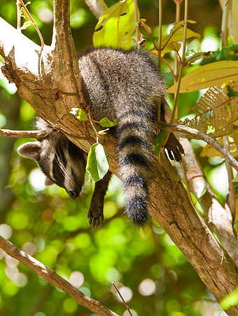 Sleeping Raccoon - Puntarenas