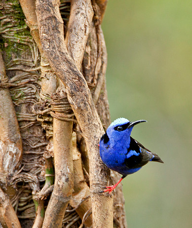 Red Legged Honeycreeper Male