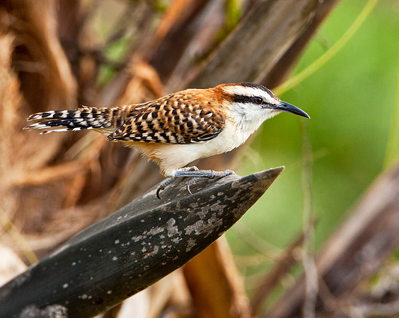 Rufous Naped Wren - Campylorhynchus rufinucha