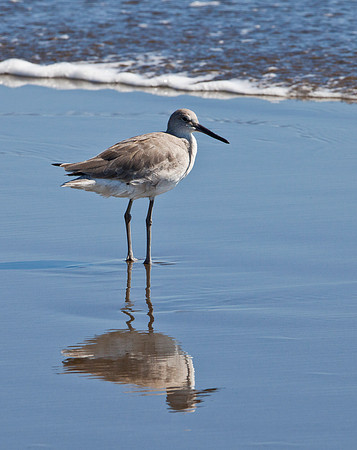 Sandpiper - Pacific Coast