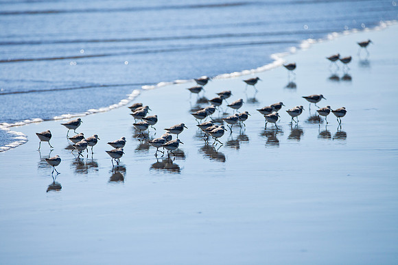 Sandpiper Reflections - Costa Rica