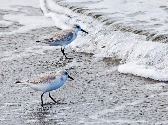 Least Sandpipers