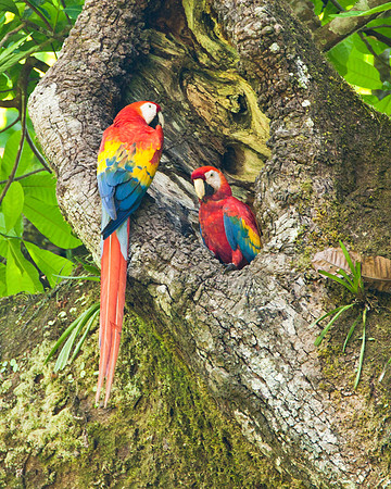 Nesting Pair - Scarlet Macaw