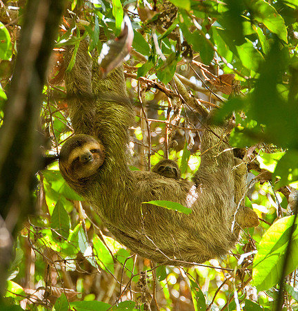 Sloth with Offspring