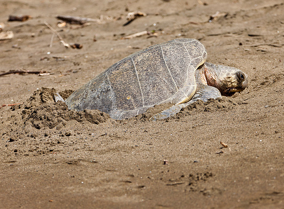 Laying Eggs - Olive Ridleys Sea Turtle