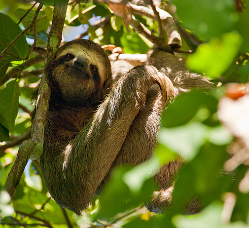 Three Toed Sloth