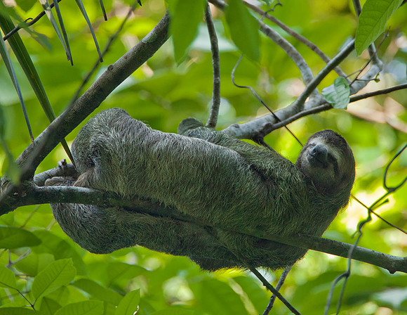 Three-Toed Tree Sloth - Puntarenas
