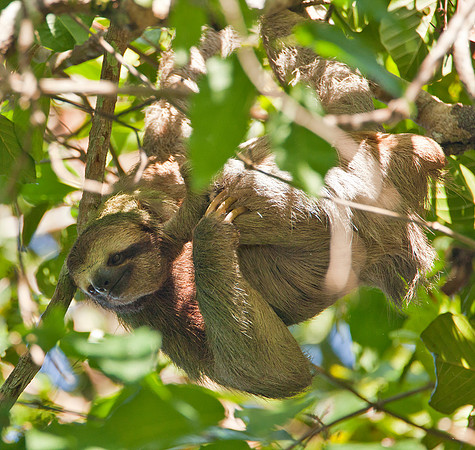 Three-Toed Sloth - Costa rica