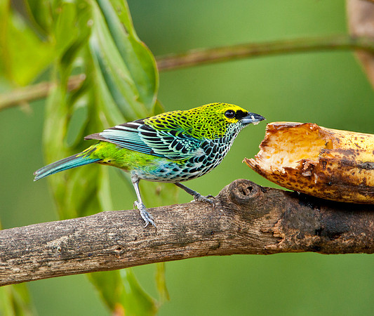 Speckled Tanager - Costa Rican Highlands
