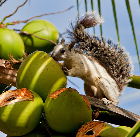 Variegated Squirrel & Coconuts