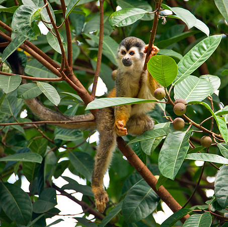 Squirrel Monkey - Costa Rica