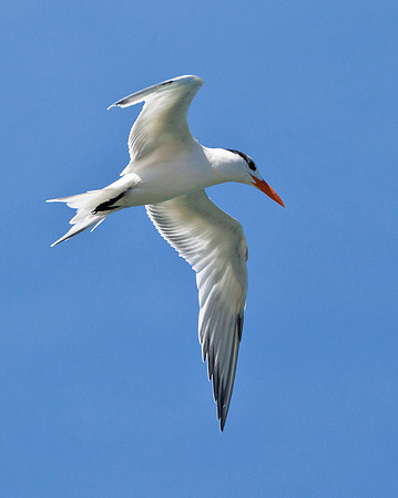 Common Tern - Bahia Potrero