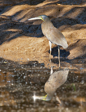 Tiger Heron - Rio Tempisque
