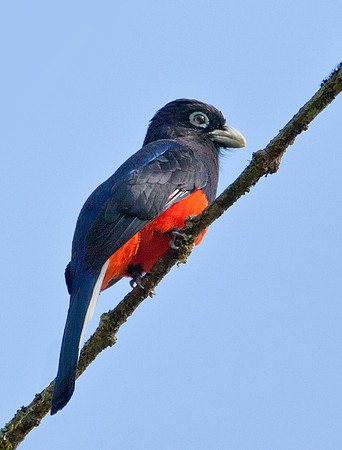Baird's Trogon - Costa Rican Highlands