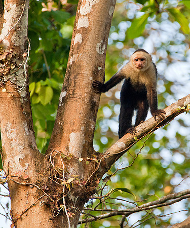On Alert - White Faced Capuchin