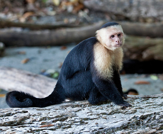 White Faced Capuchin - Manuel Antonio N.P.