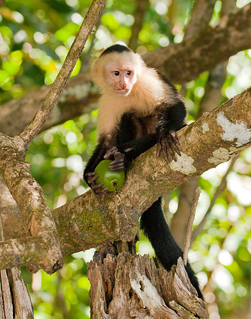 Lunch Break - White Faced Capuchin