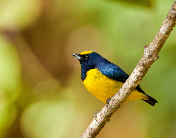 Yellow Capped Euphonia