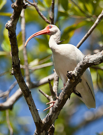 White Ibis - Pacific Coast