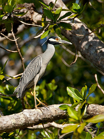 Yellow Crowned Night Heron - Nyctanassa violacea