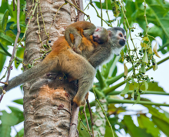 Squirrel Monkey & Juvenile